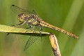 Sympetrum vulgatum female-7